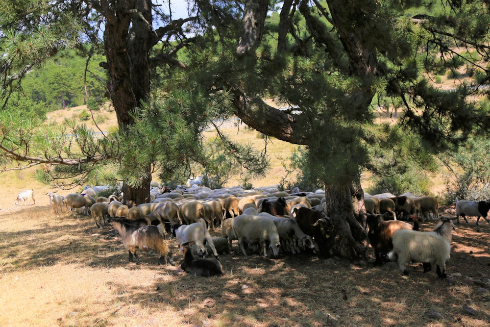 herd of sheep on brown soil