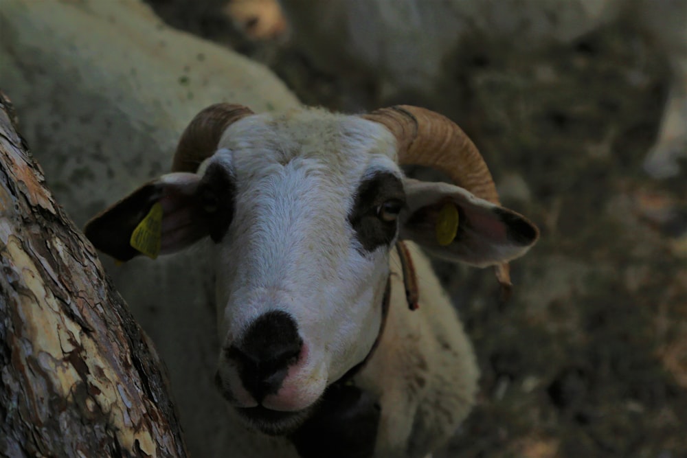 white and black sheep on brown wooden log