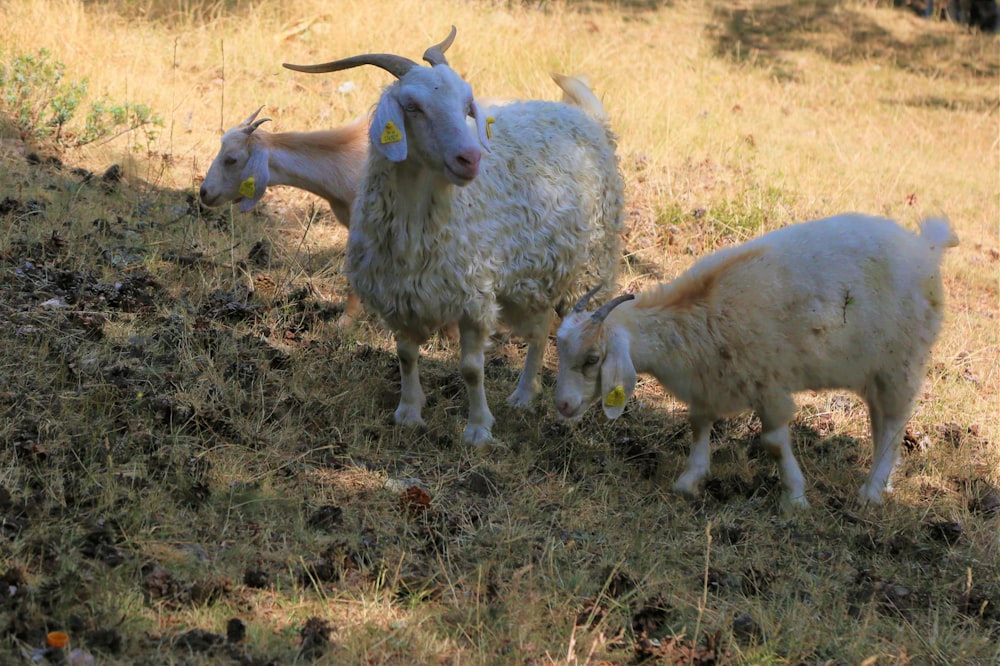 white sheep on brown grass field during daytime