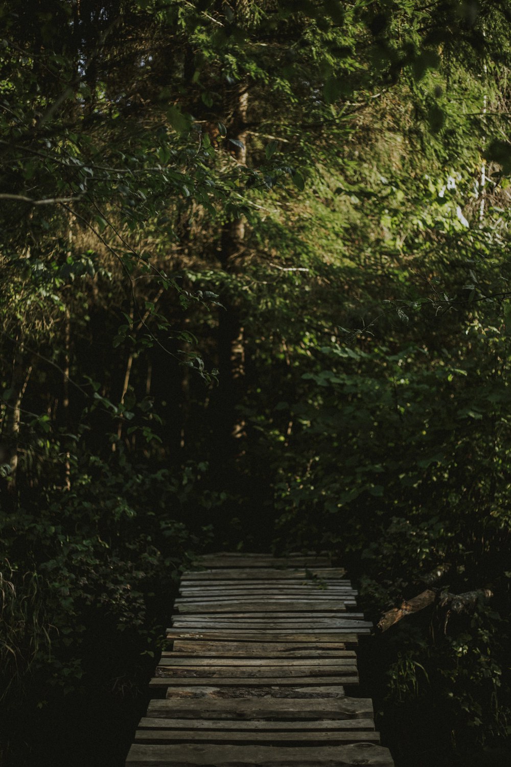 brown wooden dock in the middle of the forest