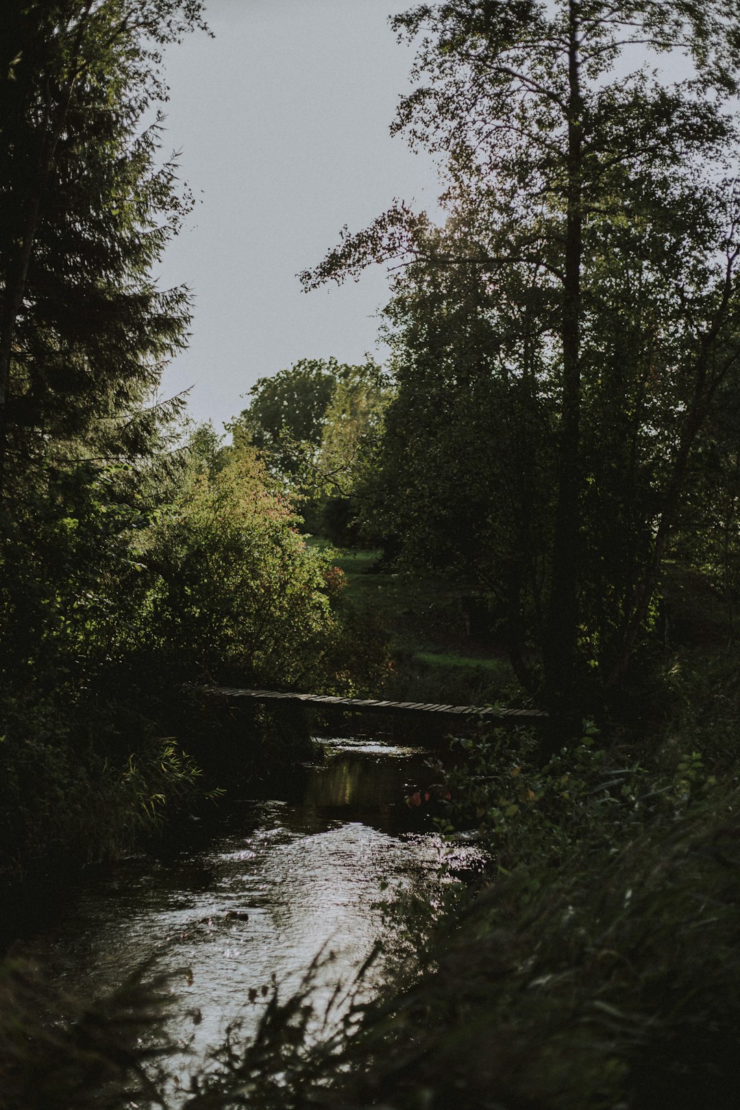 green trees beside river under blue sky during daytime