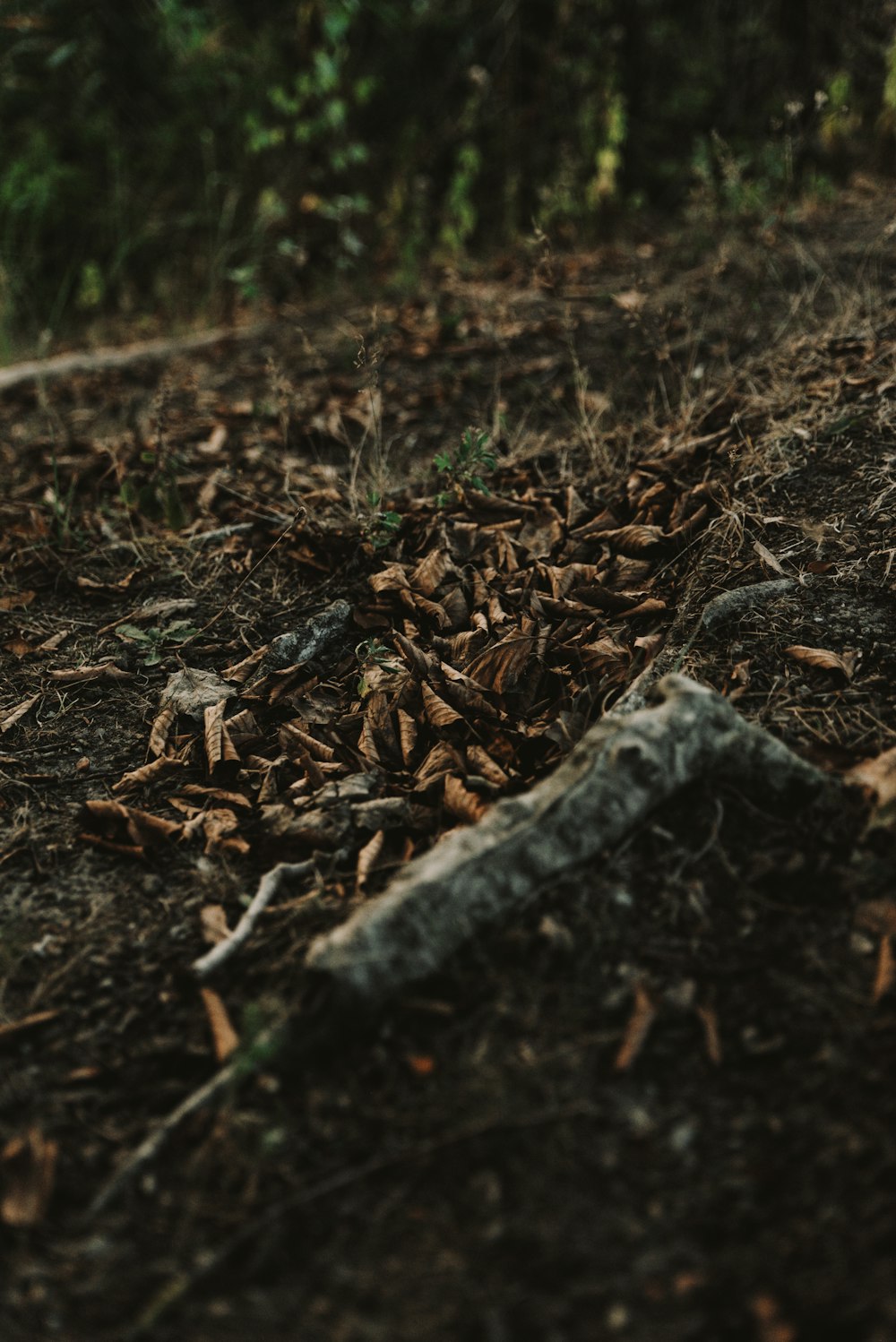 brown dried leaves on ground