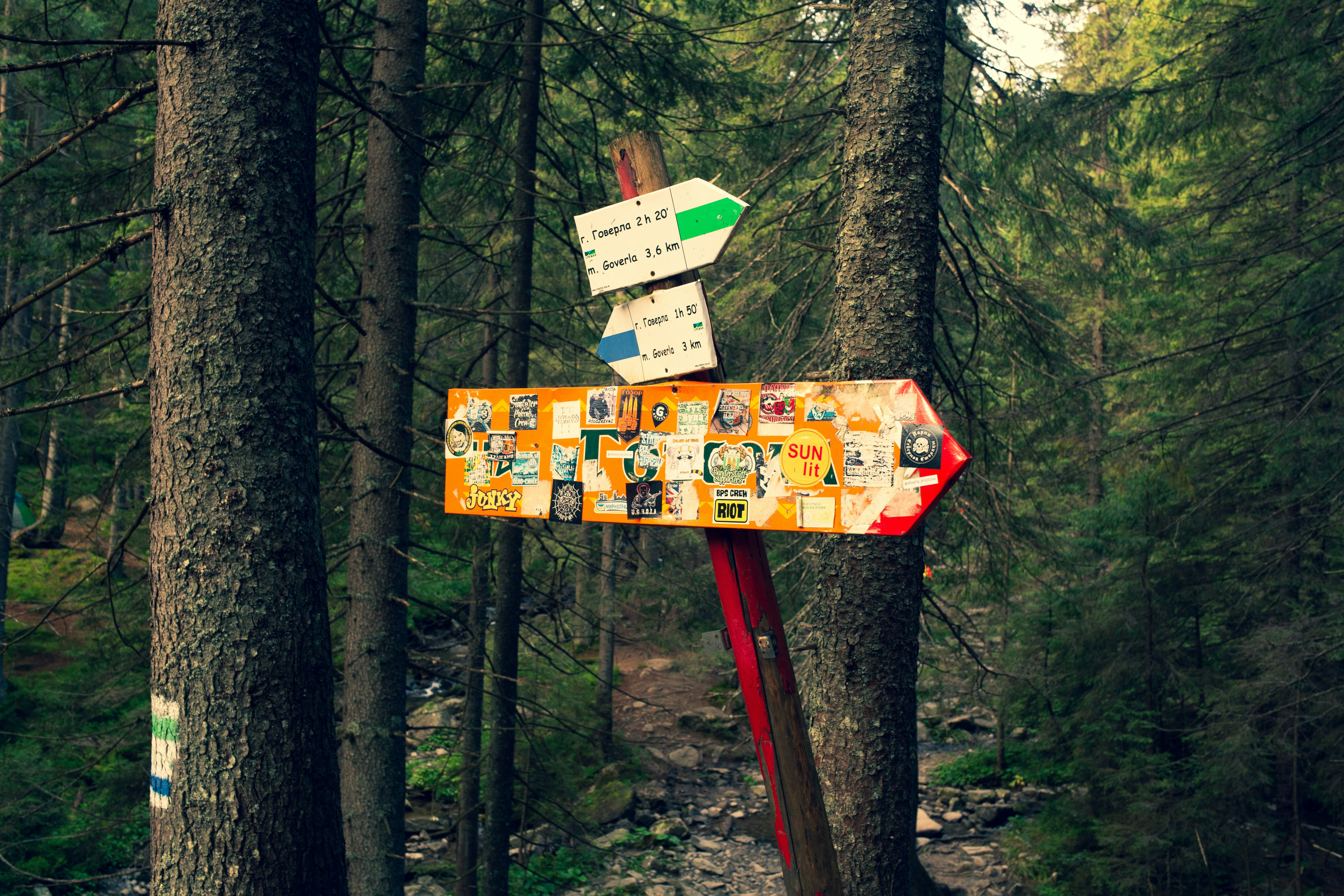 Exploring the Impact of Classifier-Free Guidance on Diversity in Machine Learning