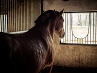 A tranquil barn scene with a horse calmly gazing through the stall window.