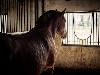 A veterinarian examining a horse in a stable.