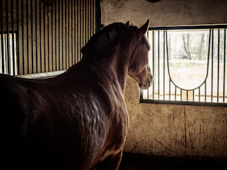 A veterinarian examining a horse's fecal sample under a microscope in a bright, rustic farm lab.