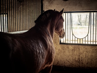 A veterinarian examining a horse in a stable.