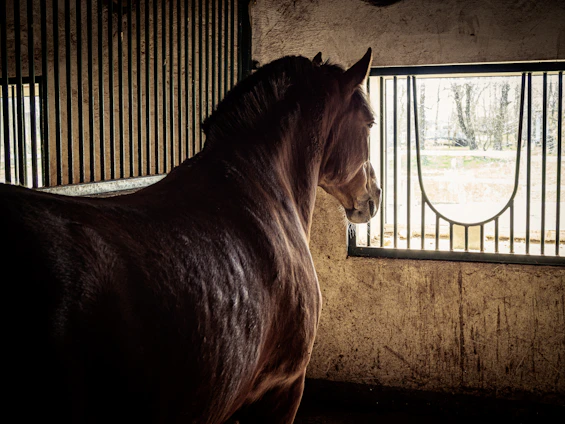 Elegant stable interior bathed in soft golden light, showcasing a graceful horse standing serenely amid polished wooden stalls.
