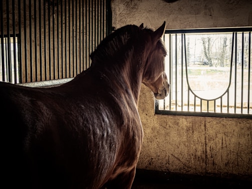 A veterinarian examining a horse in a stable.