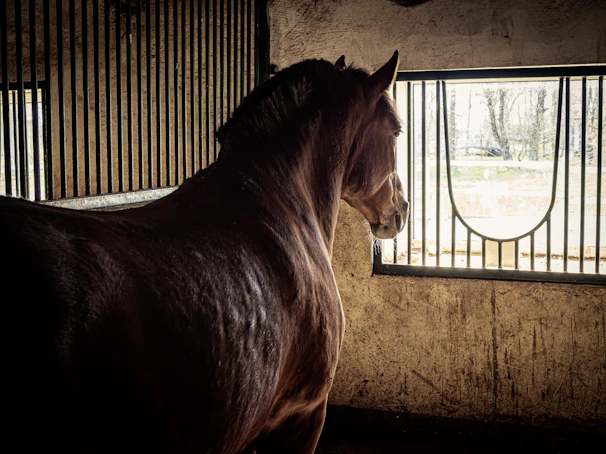 An elegant stallion standing proudly in a minimalist stable, the deep navy and champagne gold tones subtly reflected in the surroundings.