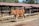 A brown cow walks along a concrete path in a farm setting with wooden structures and a tiled roof in the background. The cow is healthy looking, and the surroundings include trees and other farm features.