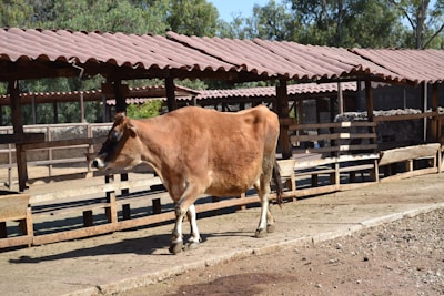 A brown cow walks along a concrete path in a farm setting with wooden structures and a tiled roof in the background. The cow is healthy looking, and the surroundings include trees and other farm features.