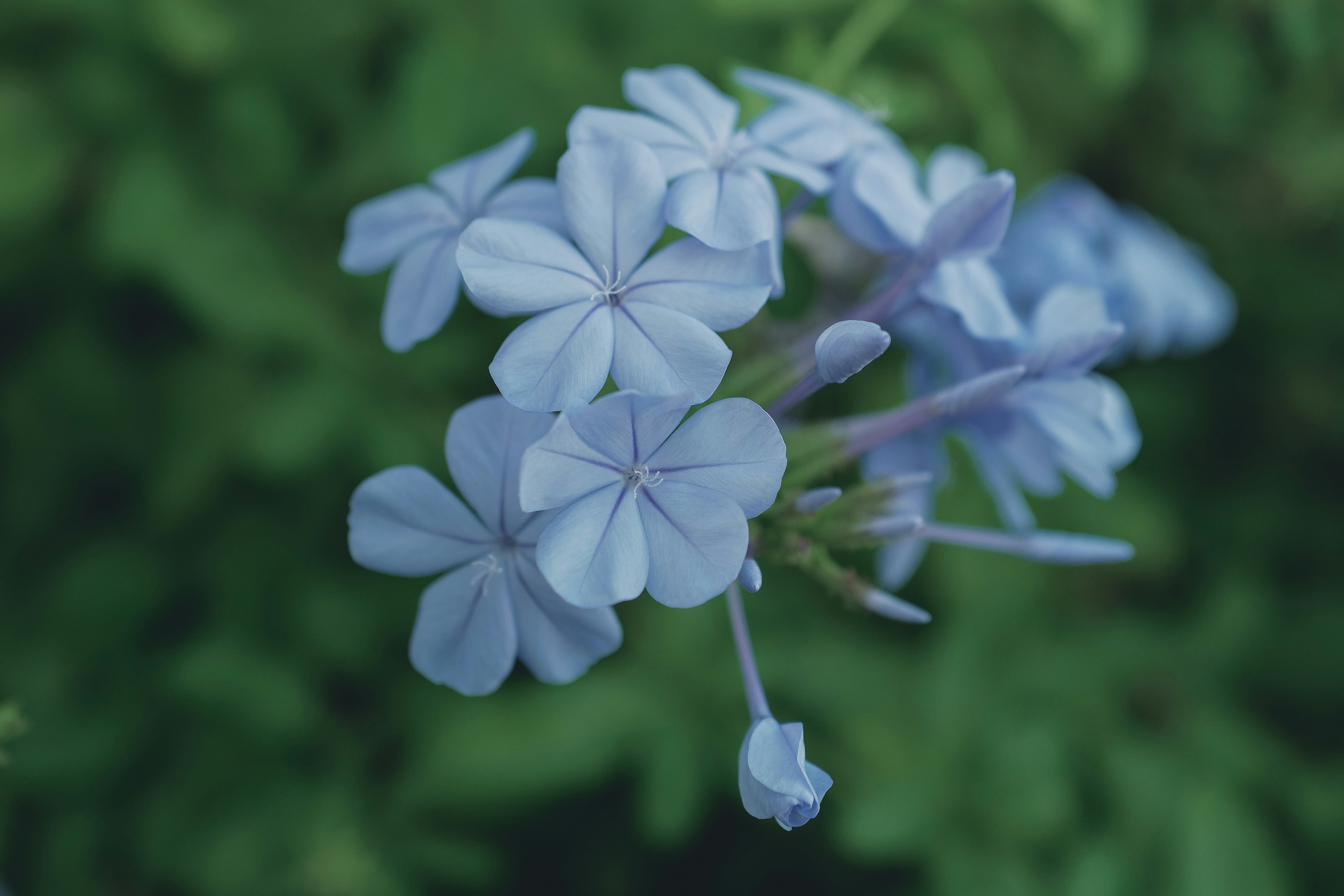 Photo by nvignand