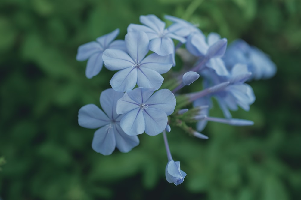 white flower in tilt shift lens