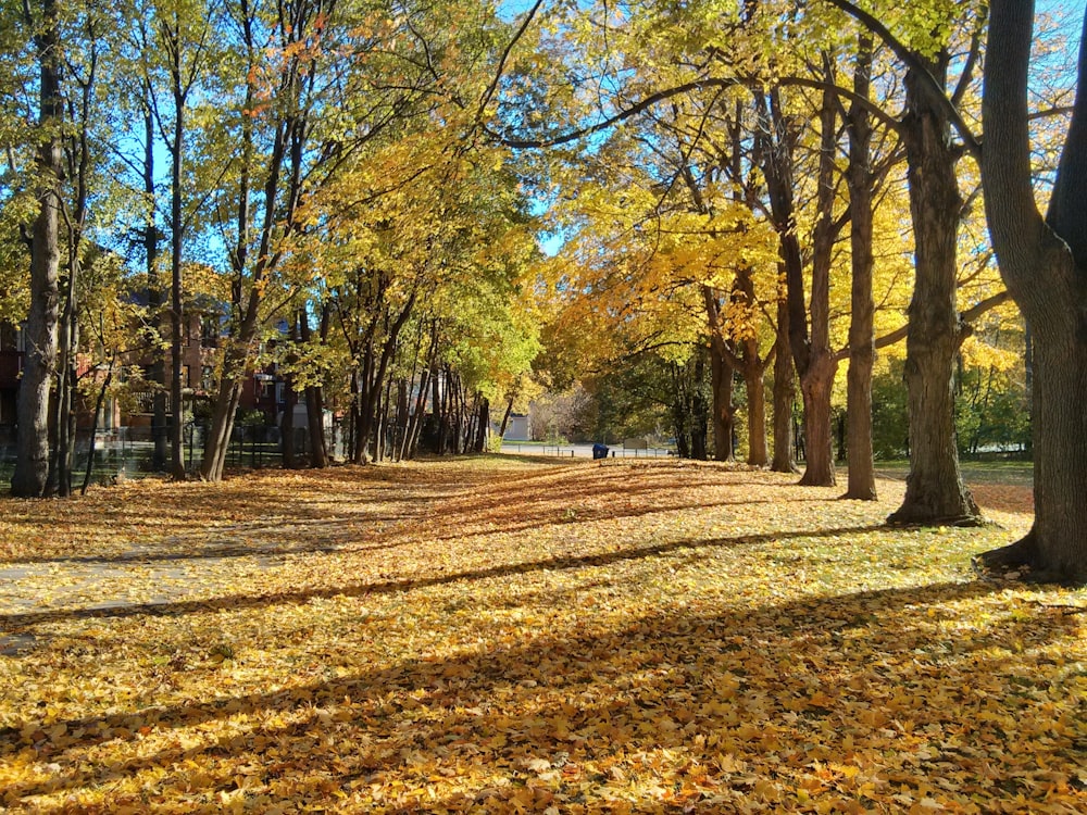 brown and green trees during daytime