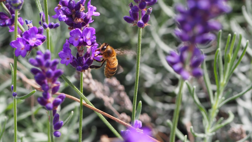 honeybee perched on purple flower in close up photography during daytime