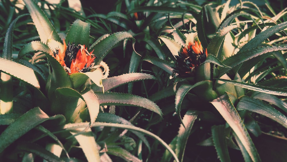 green and red plant during daytime