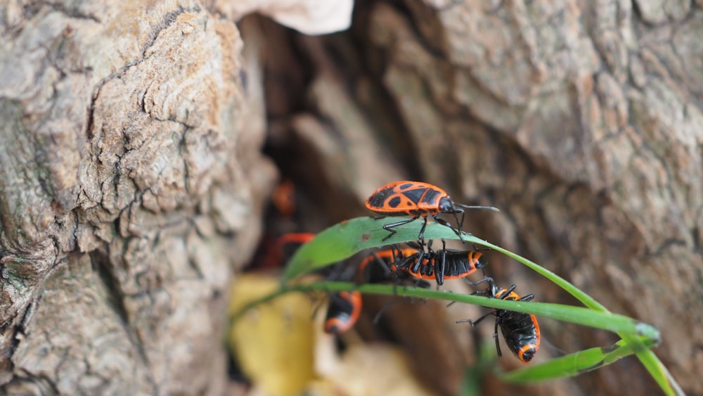orange and black insect on brown tree trunk