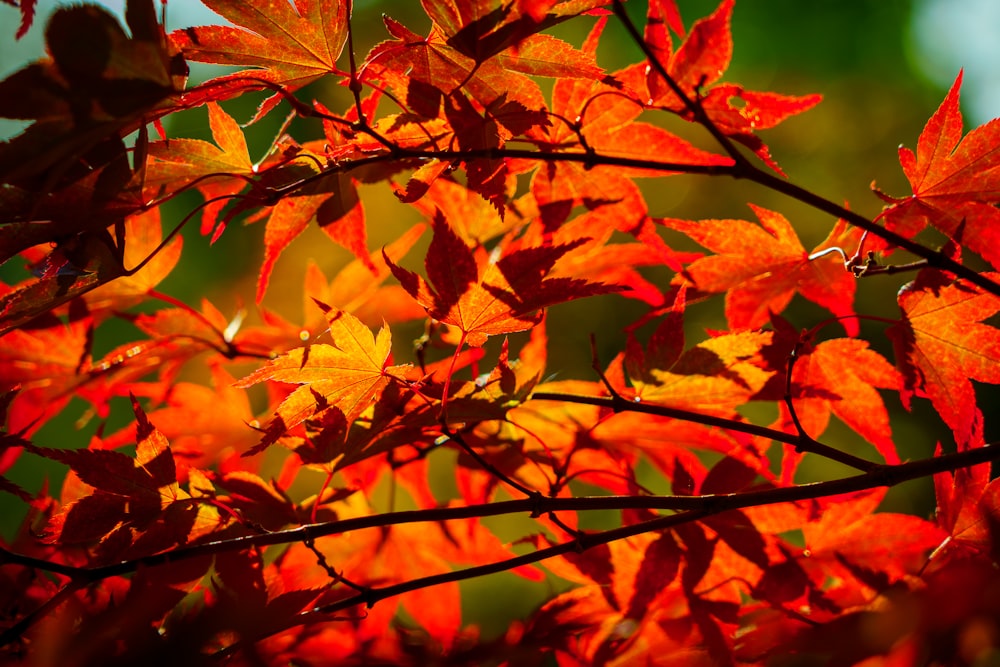 brown leaves in tilt shift lens