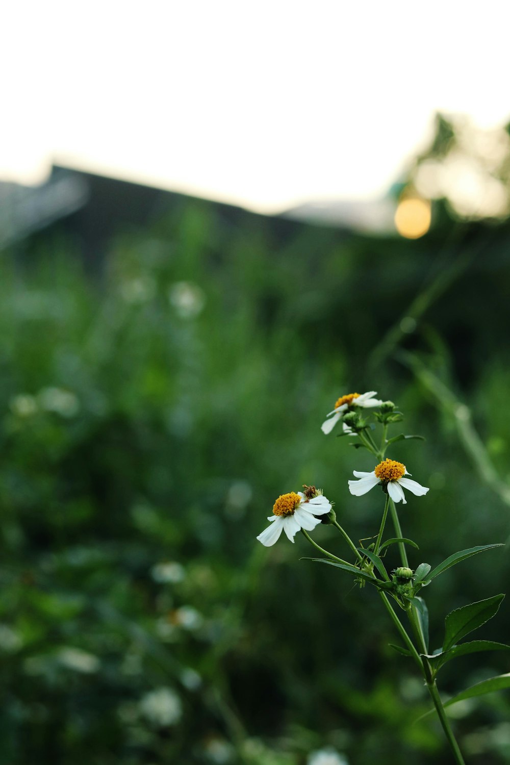 white and yellow flowers in tilt shift lens