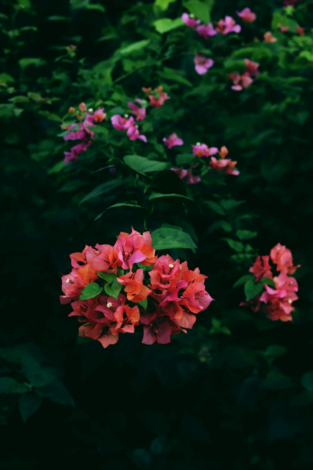 pink flowers with green leaves