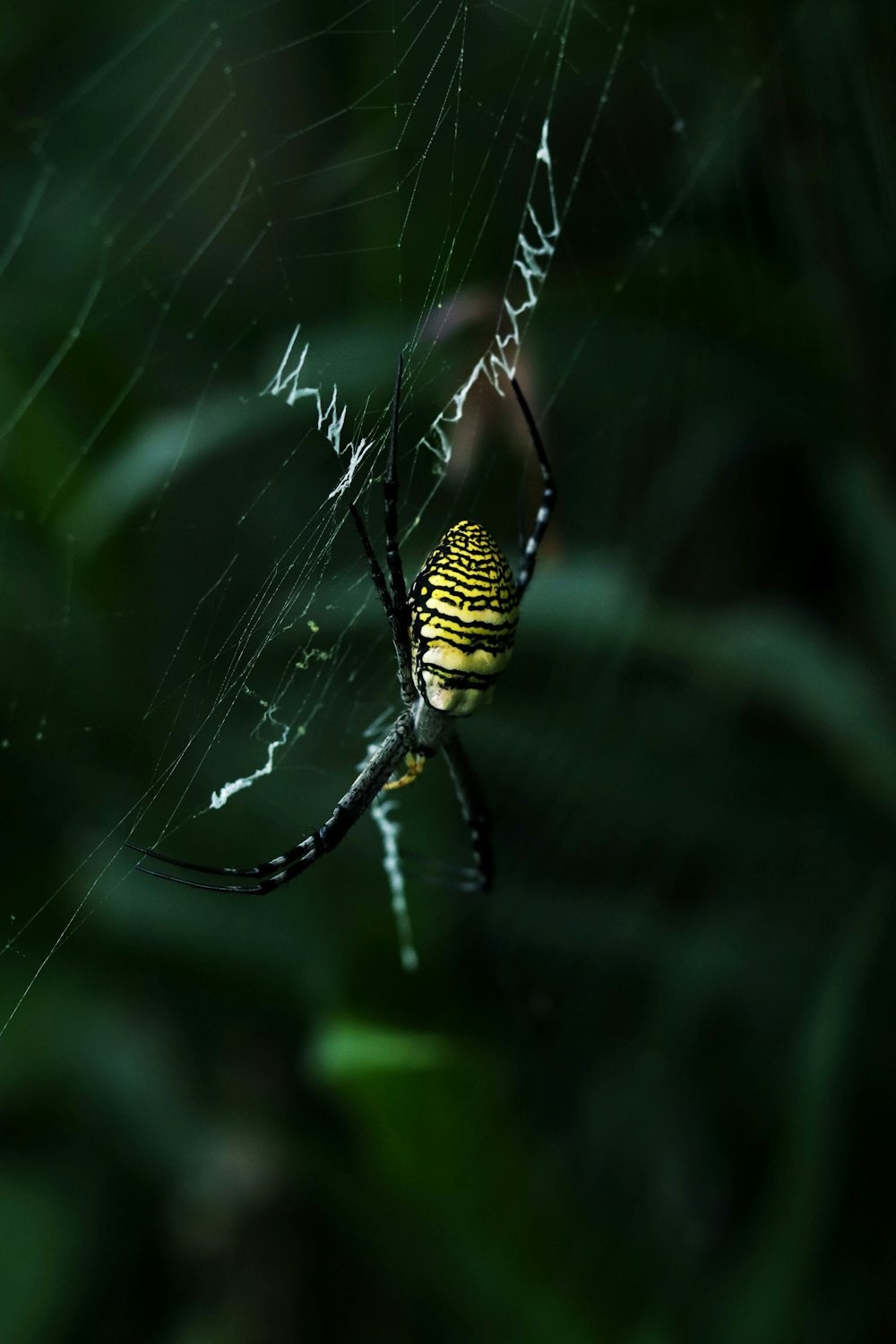 black and yellow spider on web in close up photography during daytime