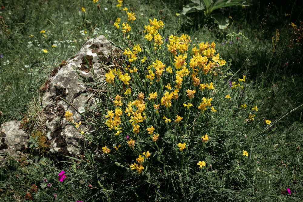 yellow flowers on brown rock