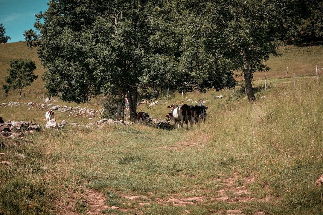 black and white cow on green grass field during daytime