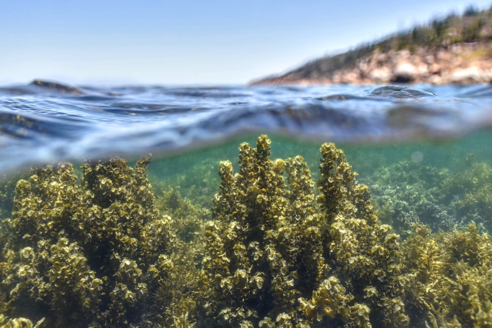 green trees near blue sea under blue sky during daytime