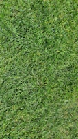 A vibrant patch of korean carpet grass creating a dense, green lawn.