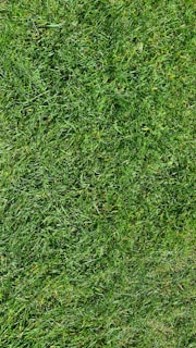 A vibrant patch of korean carpet grass creating a dense, green lawn.