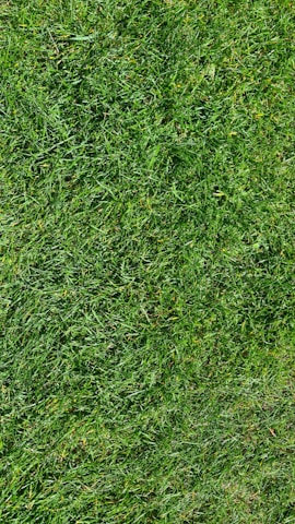 A vibrant patch of newly laid sod blending seamlessly with existing grass.