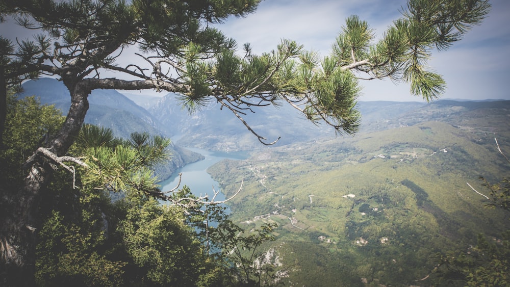 green trees and blue lake