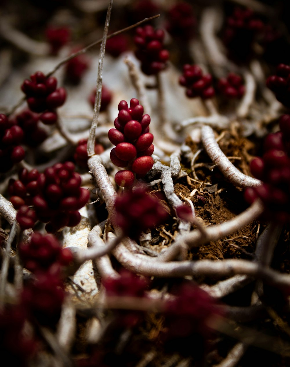 red round fruits on brown tree