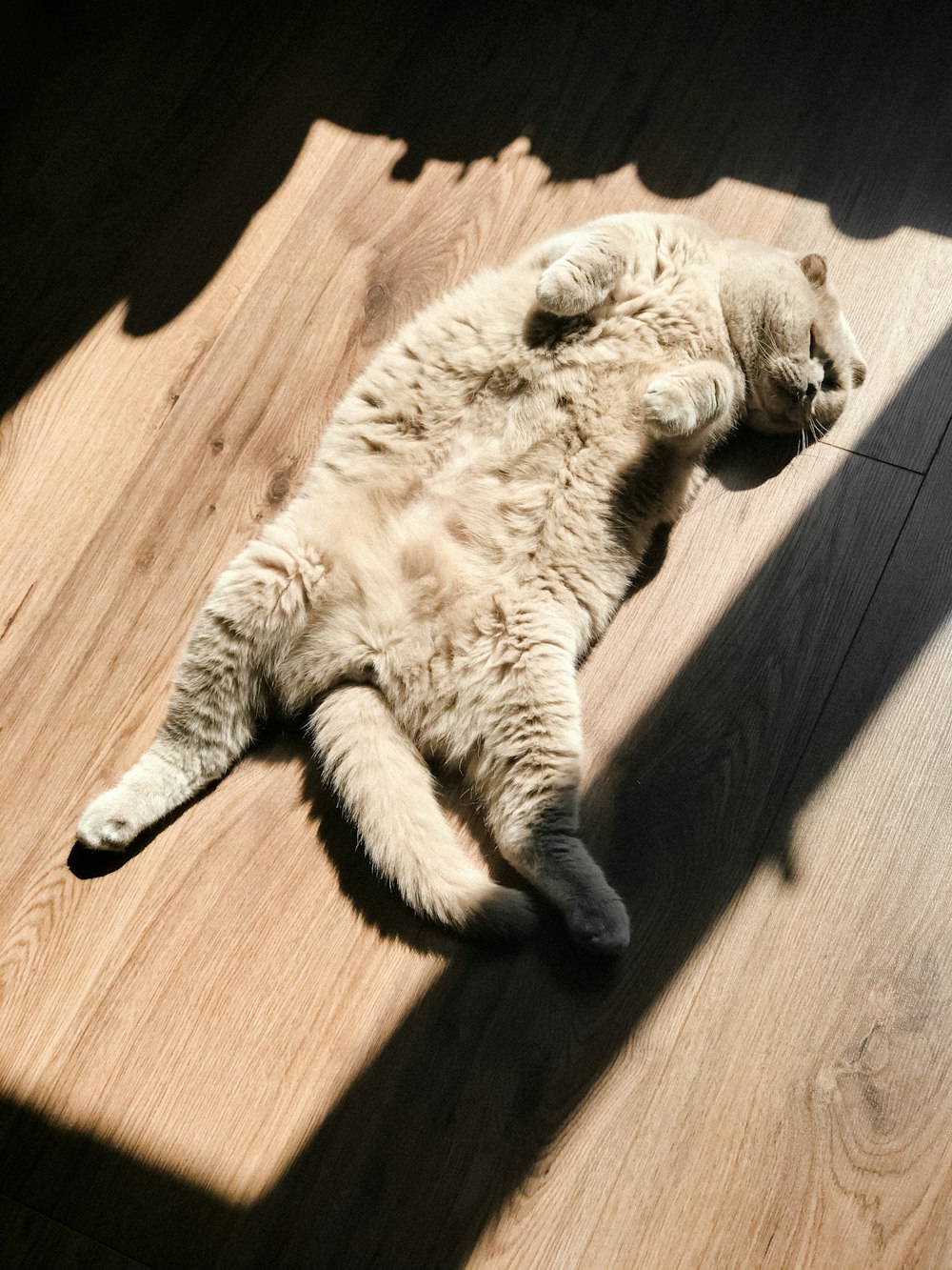 white cat lying on brown wooden floor