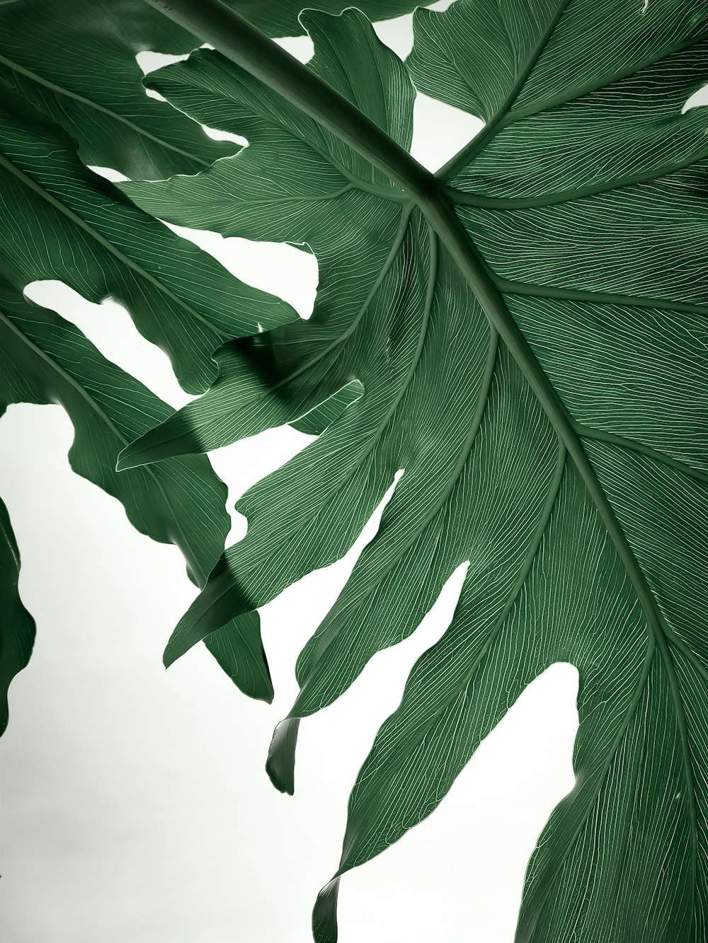 planta de hoja verde en fotografía de primer plano