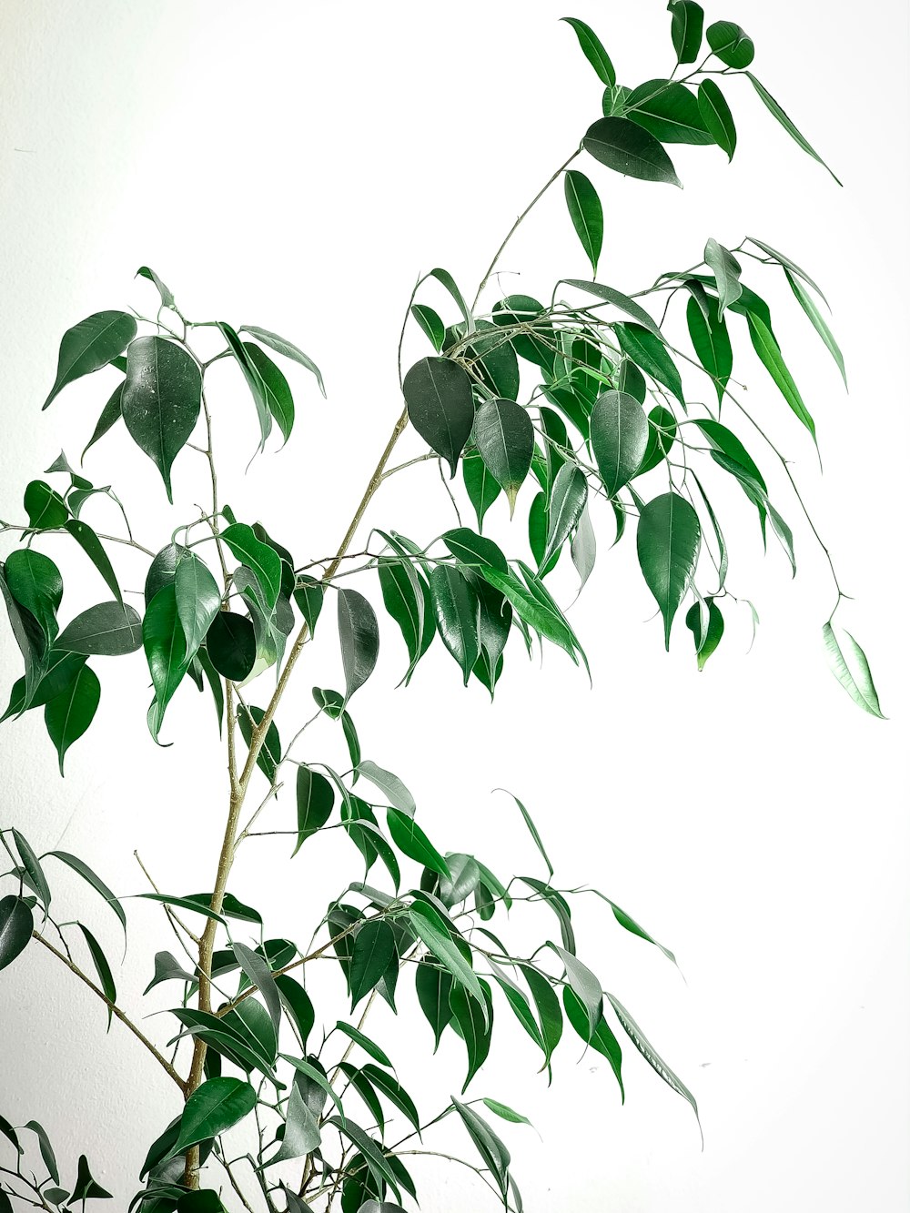 green plant on white wall