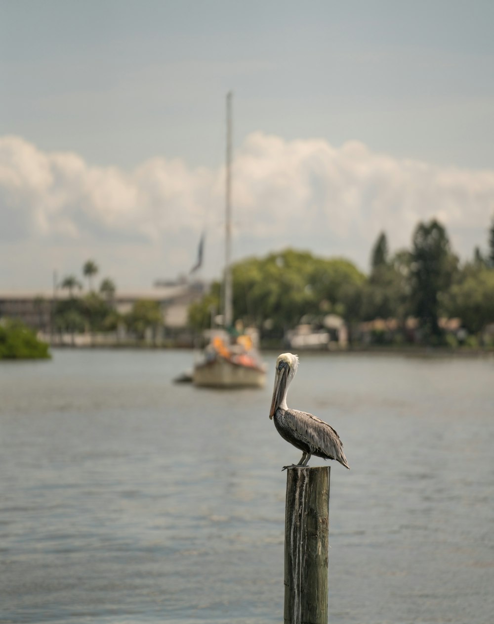 pelican perched on wooden post near body of water during daytime