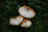 Three mushrooms with light brown caps and darker centers are clustered together on a lush green grass background.