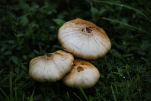 Three mushrooms with light brown caps and darker centers are clustered together on a lush green grass background.
