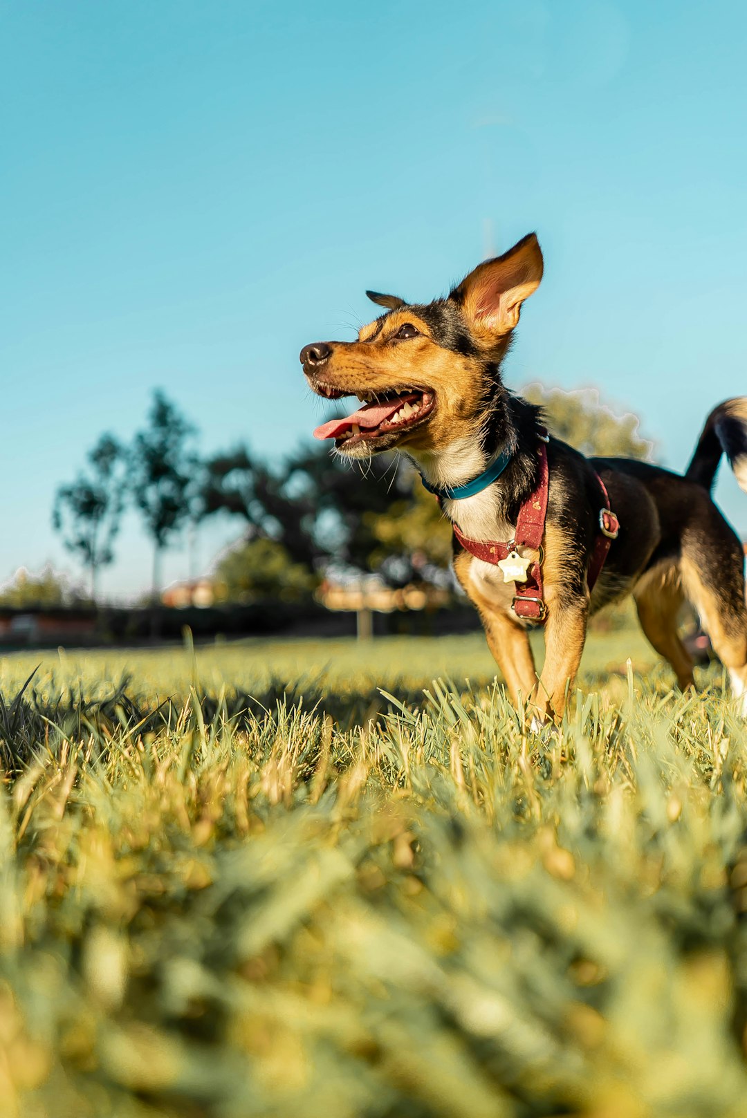 black and tan short coat small dog running on green grass field during daytime