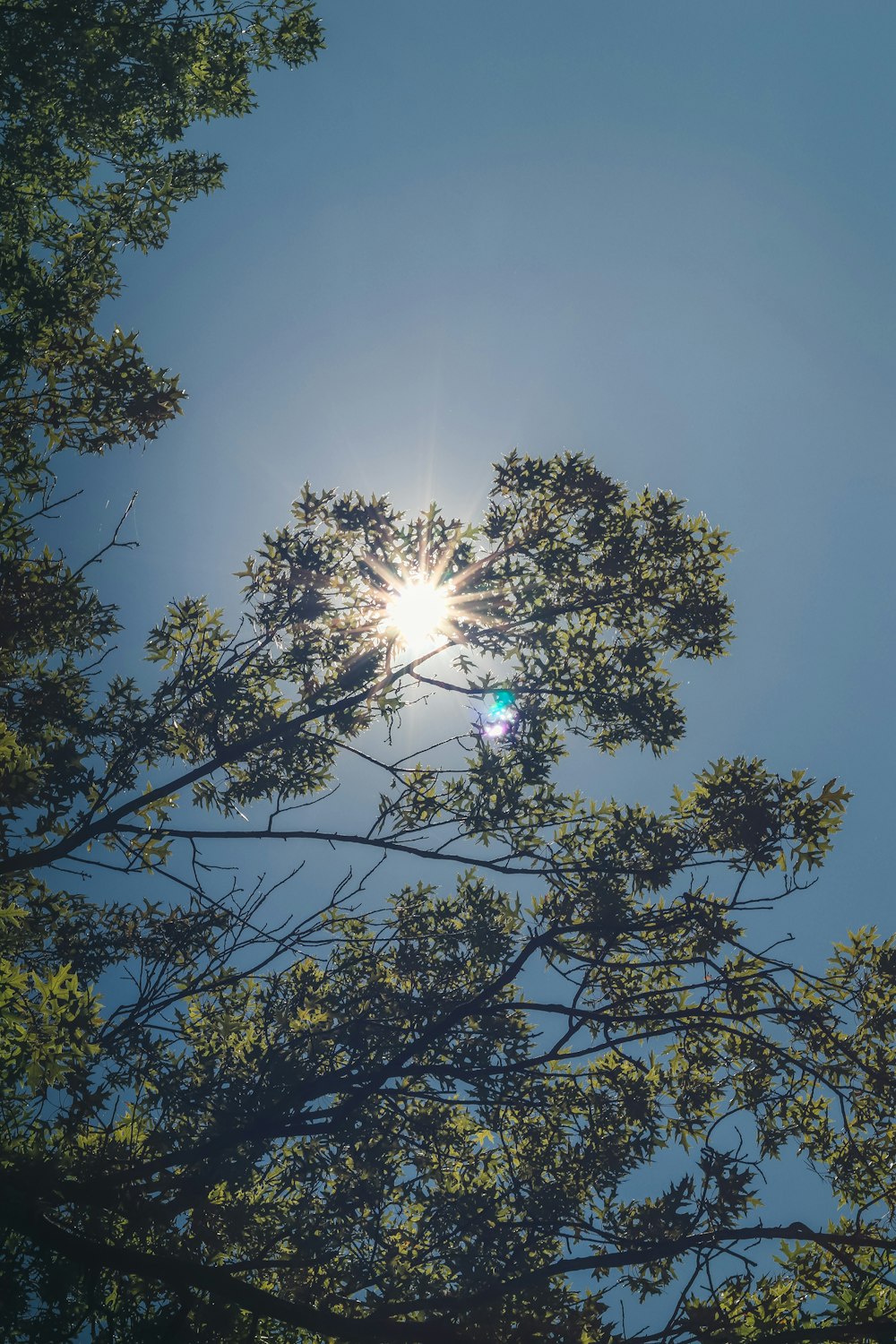 green tree under blue sky during daytime