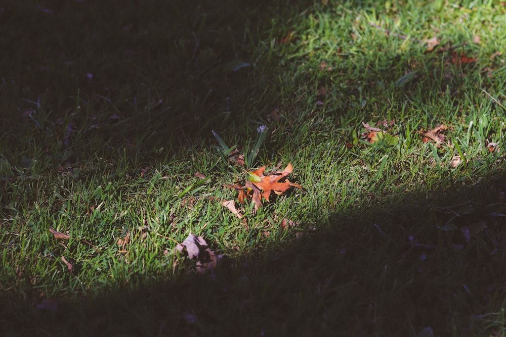 brown dried leaves on green grass