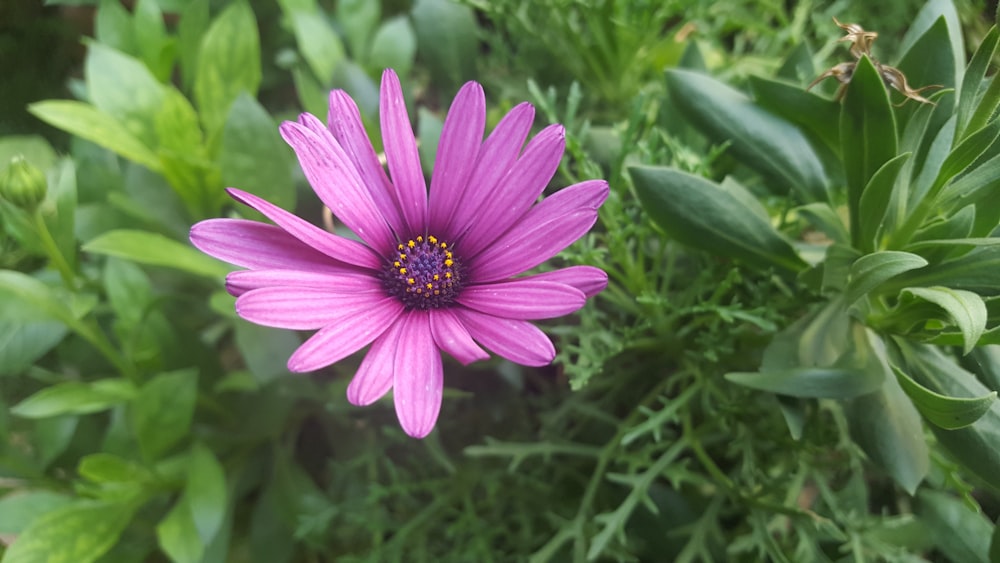 purple flower in tilt shift lens