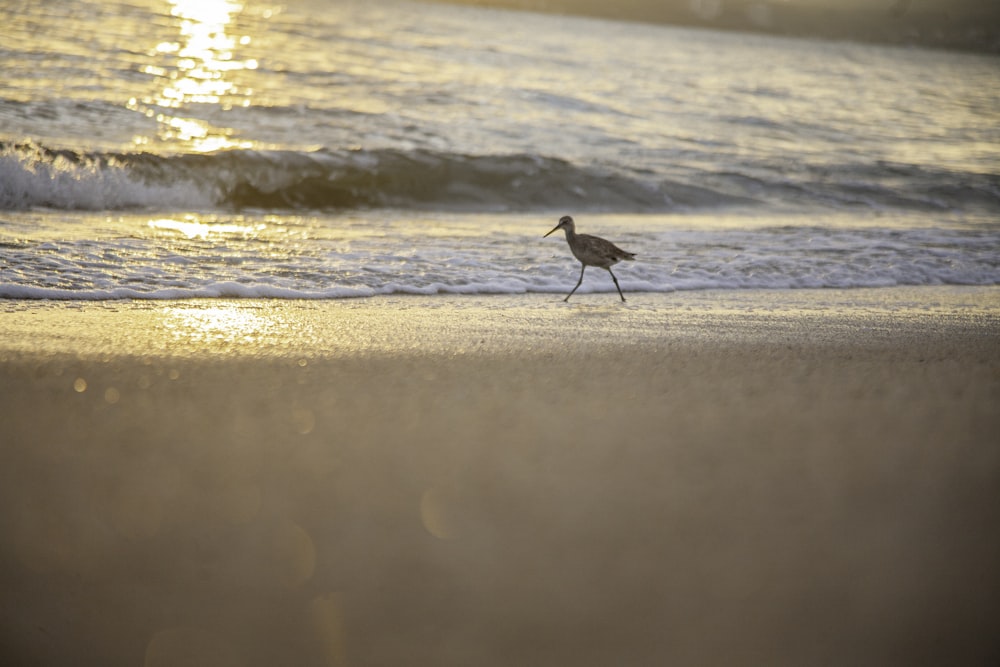 black and white bird on seashore during daytime