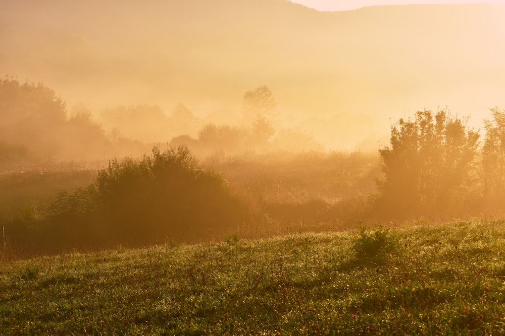 green grass field during sunset