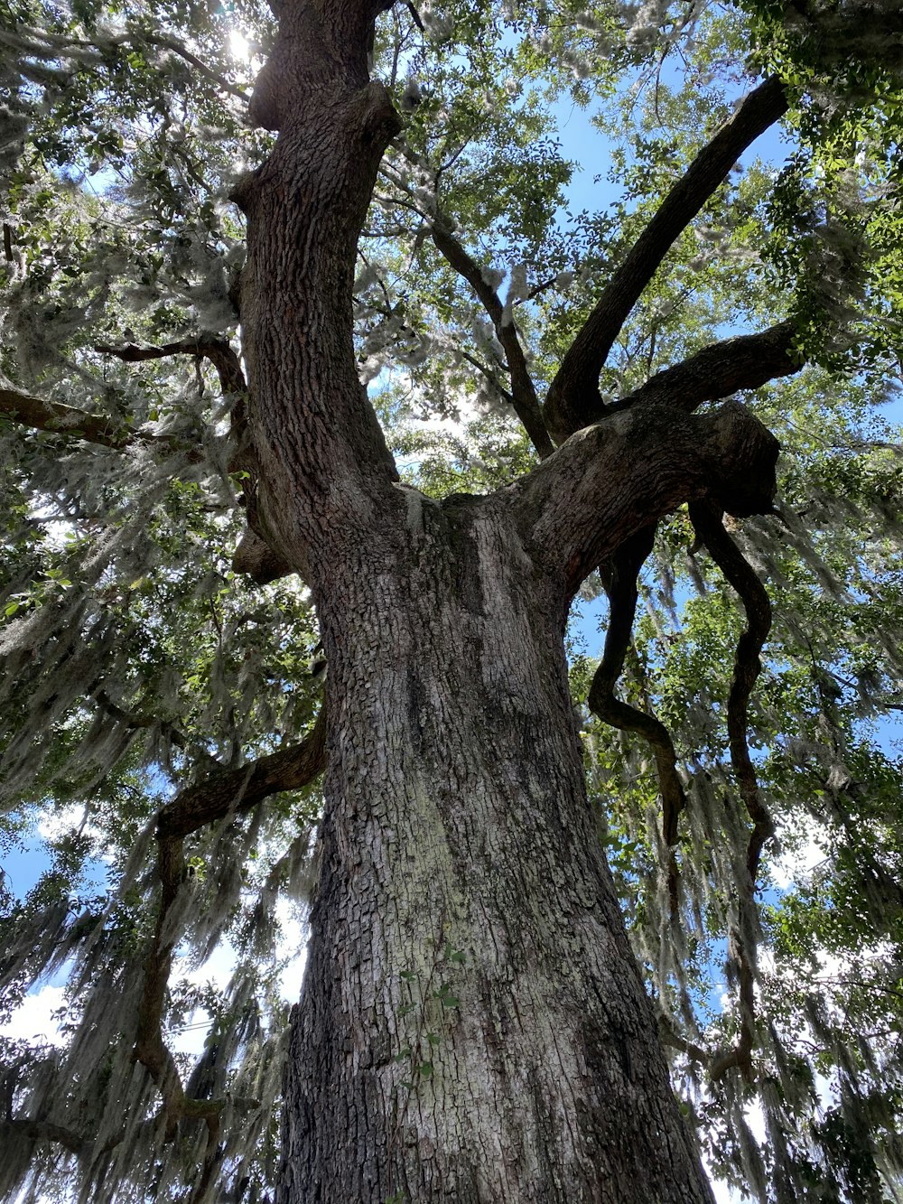 brown tree with green leaves during daytime