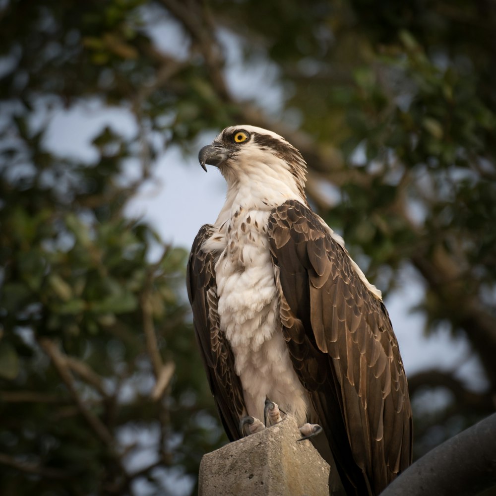 brown and white eagle on tree branch during daytime