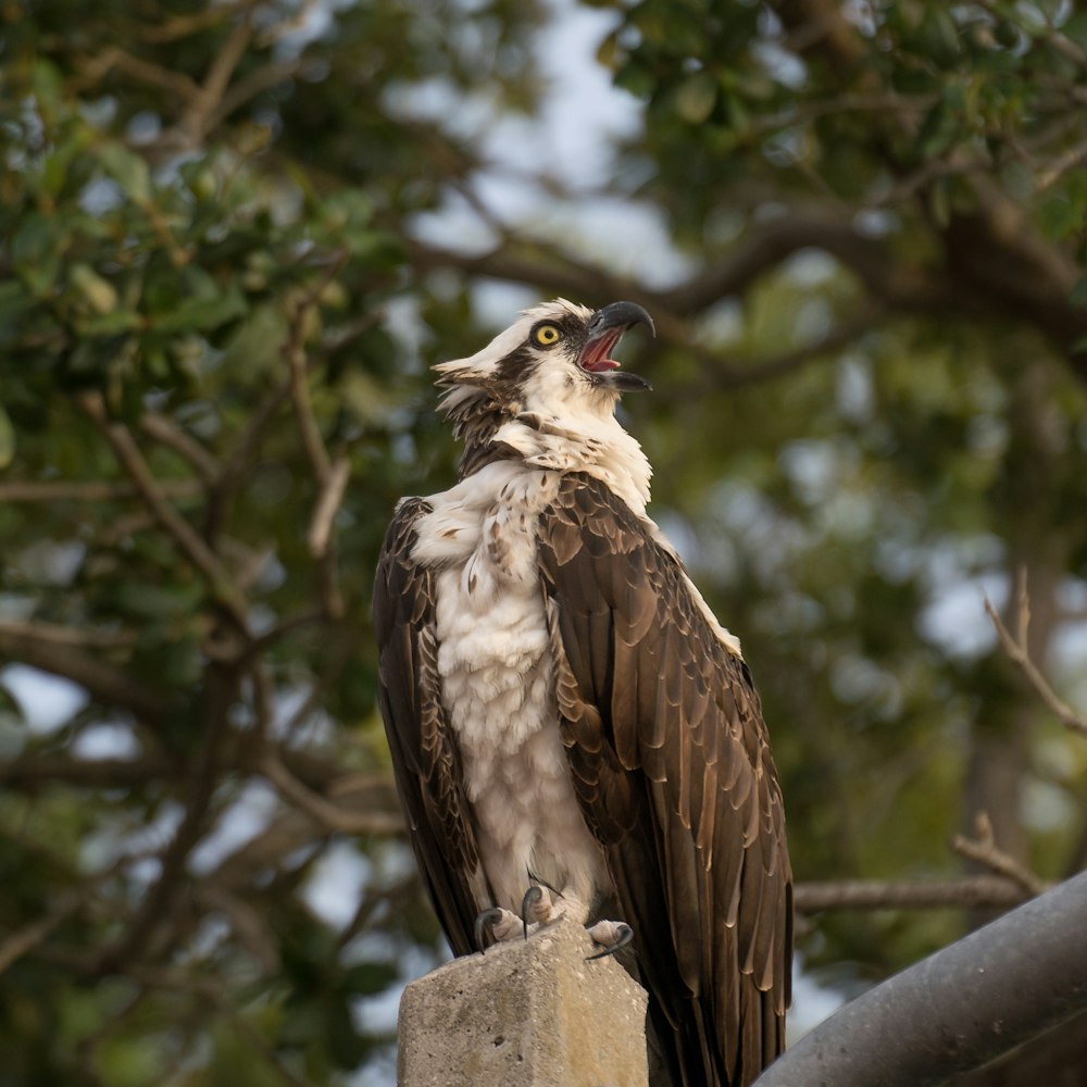 white and brown bird on tree branch during daytime