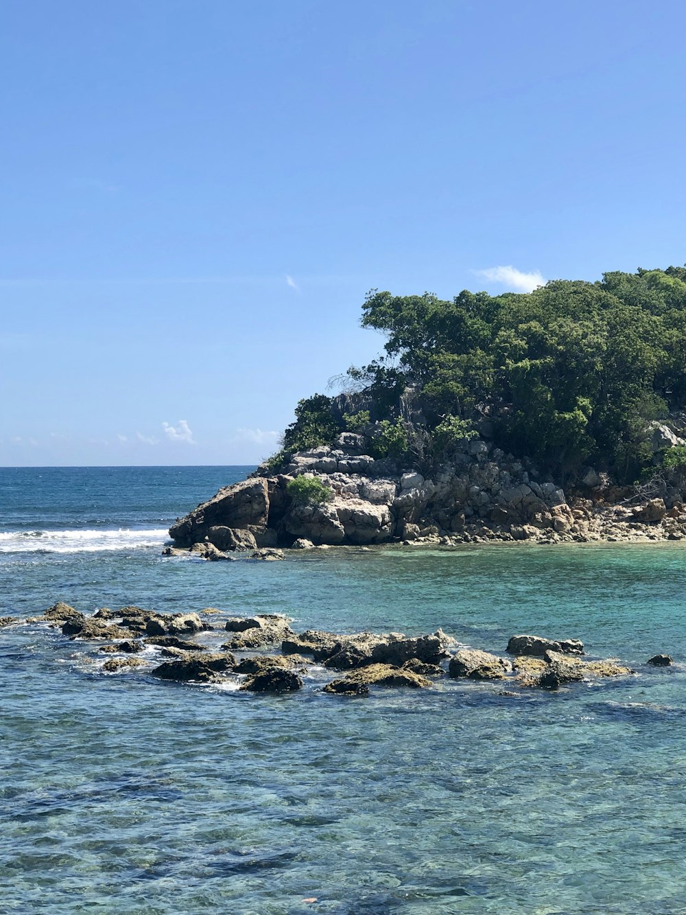 arbres verts sur le rivage rocheux pendant la journée